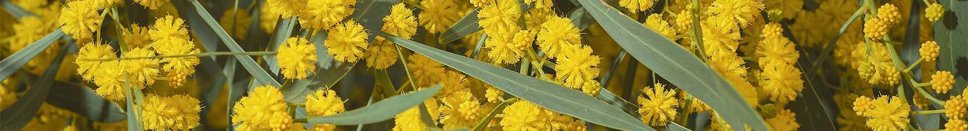 cover-fleursimmortelle